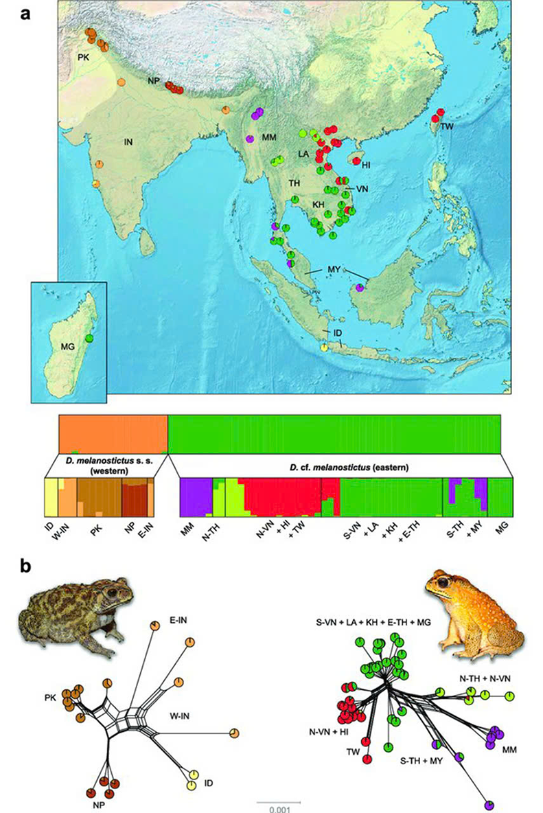 Công b? v? loài cóc nhà có d?c trên Nature Communications c?a nhà khoa h?c ÐH Duy Tân