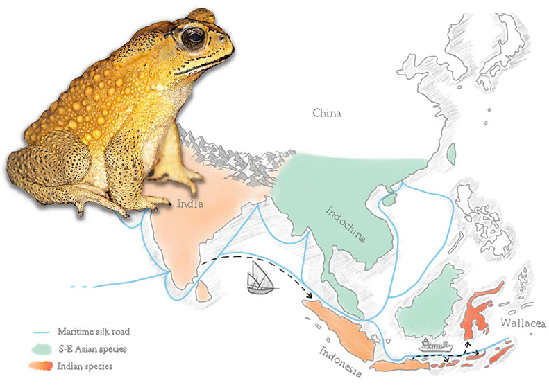 Công b? v? loài cóc nhà có d?c trên Nature Communications c?a nhà khoa h?c ÐH Duy Tân