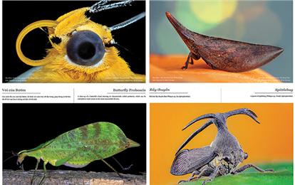 The First Exhibition on Vietnam’s Insect Diversity by DTU and Dalat University