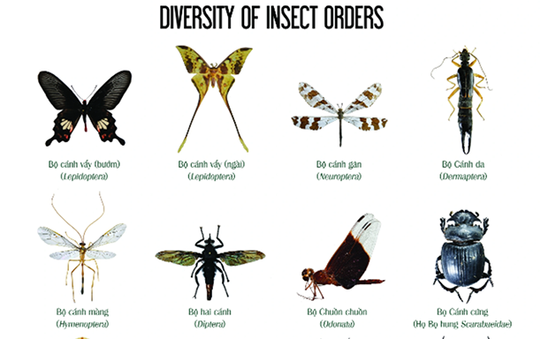 Exhibition on Vietnamese Insect Diversity, Co-organized by DTU and Dalat University