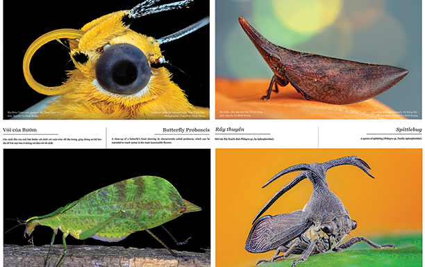 The First Exhibition on Vietnam’s Insect Diversity by DTU and Dalat University