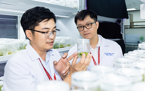 Các nhà khoa học ĐH Duy Tân phát hiện loài nấm gây thối rễ sâm Ngọc Linh